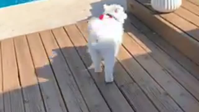 Puppy Tries out the Pool