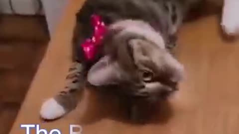 Bast Funny Cat video