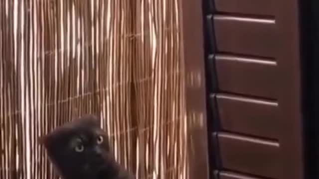 # magical animal on Douyin # cute pet # animal fun # cat