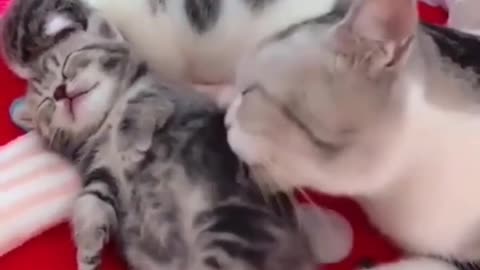 Ceut cat