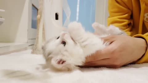 most funny and cute cat at all