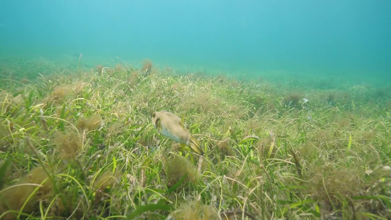 A puffer fish swimming slowly above the green sea grass and seaweeds. Underwater