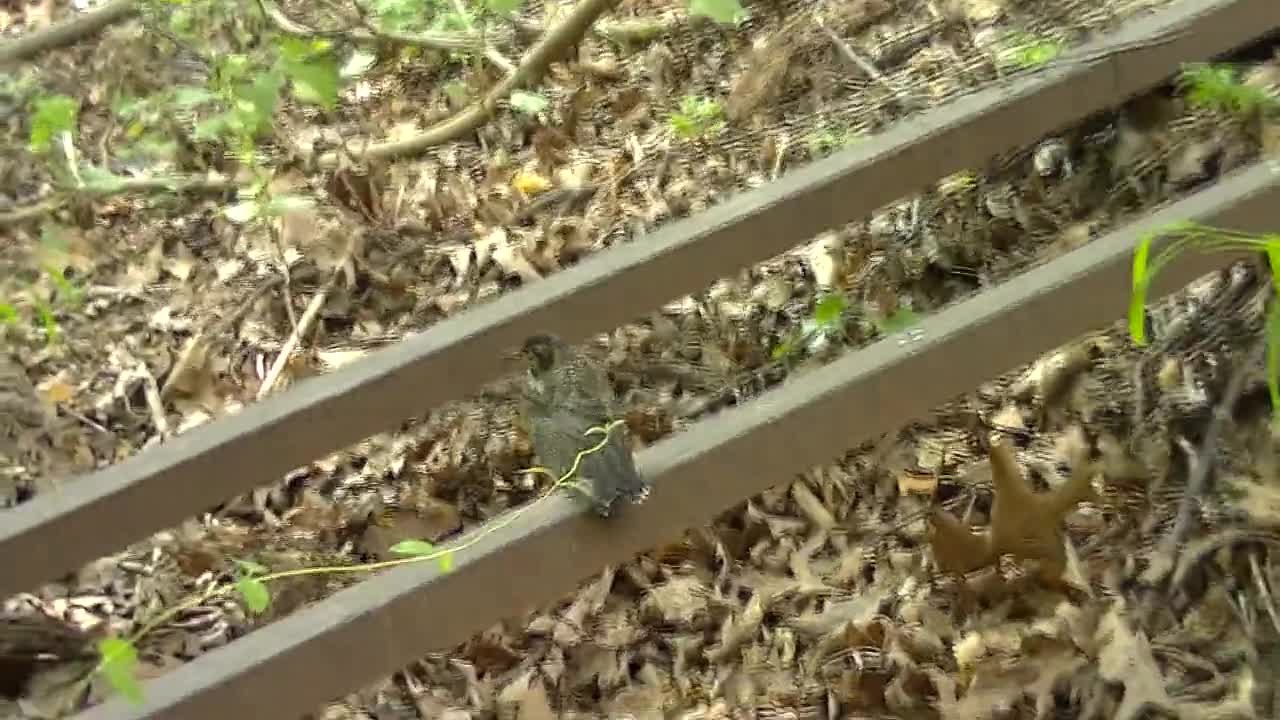 Man Helps Baby Robin Find Tasty Worms