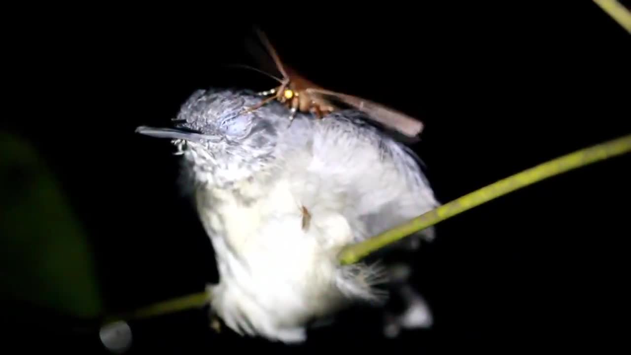 Mariposa bebendo lágrimas de pássaro