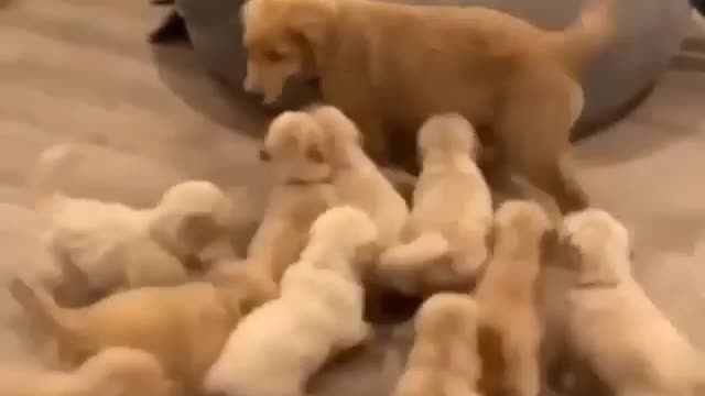 Cute dog puppy video with her mom full injoy