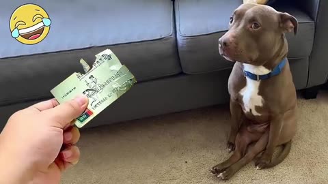 funny cat and dog video of the month