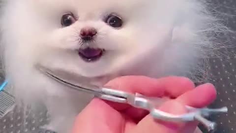 Haircut of a cute little dog