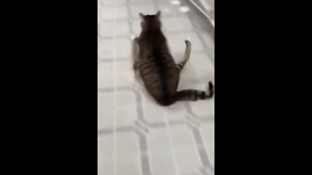 cat and dog funny compilation