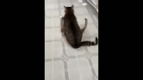 cat and dog funny compilation