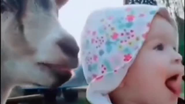 Cute babies and animals.