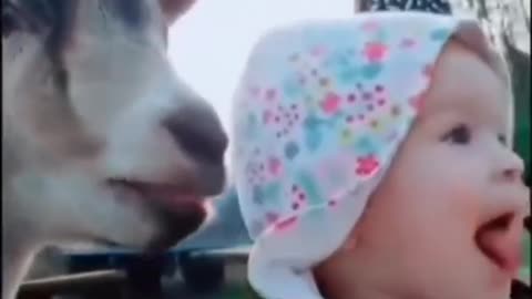 Cute babies and animals.