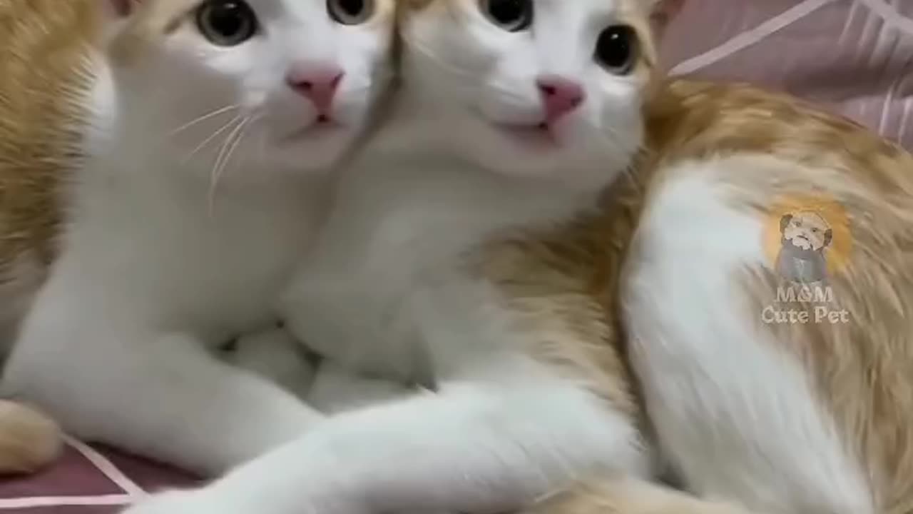 Funny and Cute Cats Videos #342