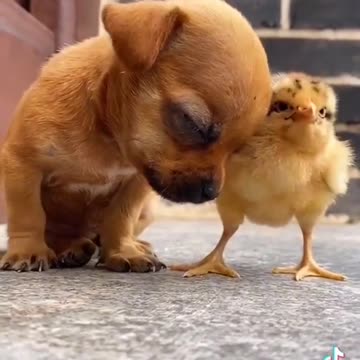 What's a good caption for this video in your opinion?