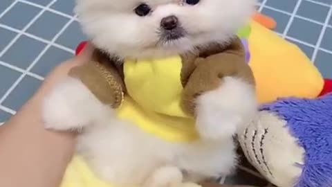 Baby dogs _ Cute and Funny Dogs Videos Compilation 2021_ Part _20 #shorts