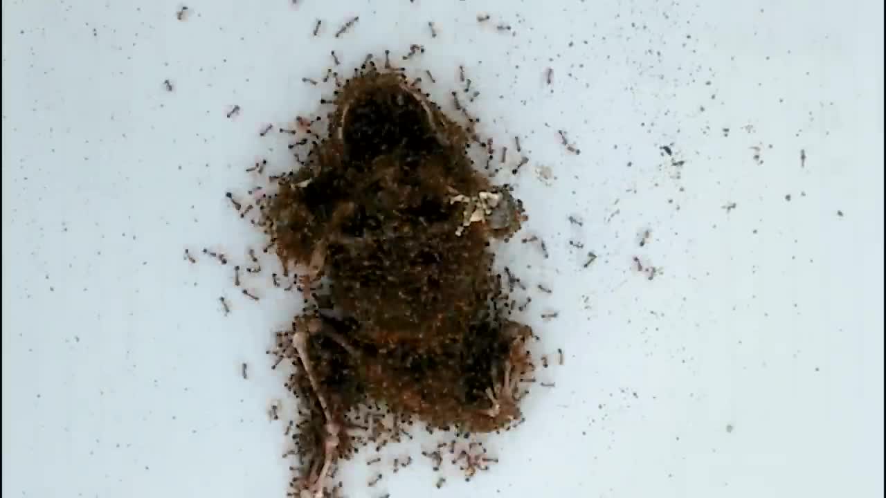 Frog Vs Fire Ants - Animal Timelapse,