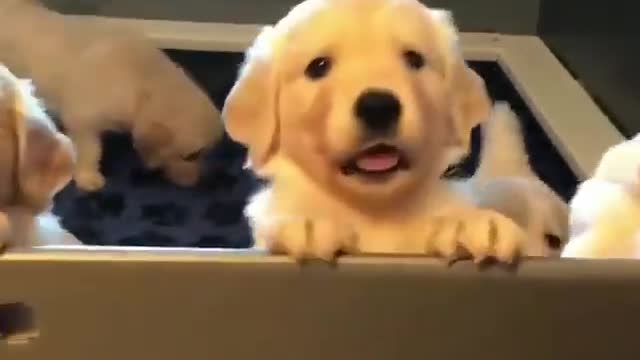 many puppy