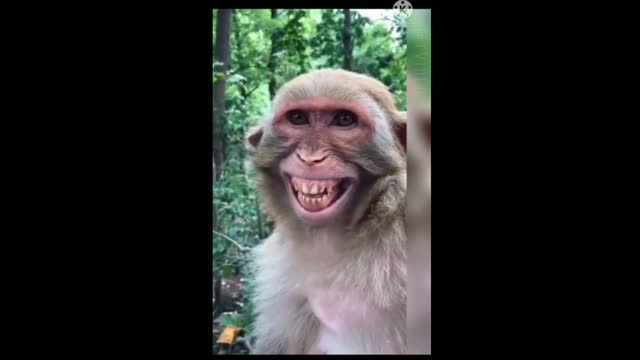 Comedy monkey video | funny video monkey