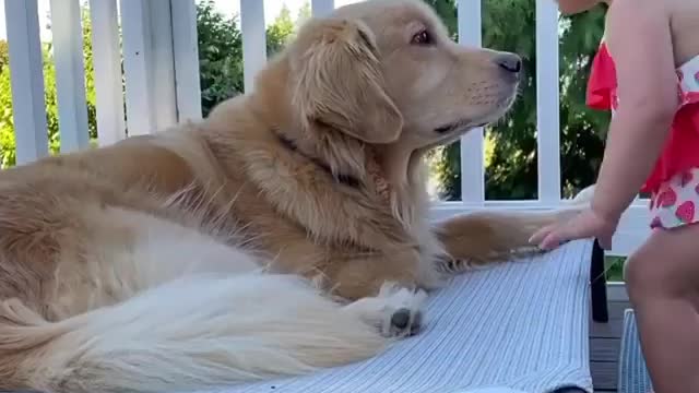 Dog loves to play with toddler and so do toddler