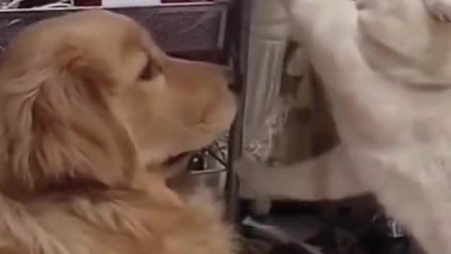 Funniest Dogs And Cats 😺 - Best Of The 2022 Funny Animal Videos 2021 🤣😂