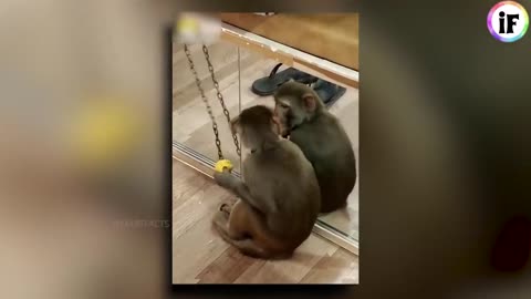 Funny Animals video