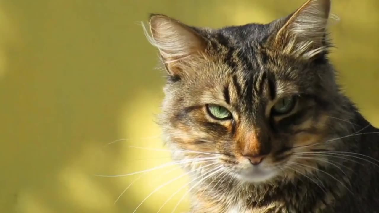 Cute cat video