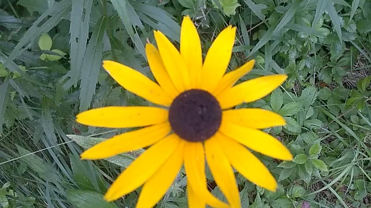 Black-eyed Susan