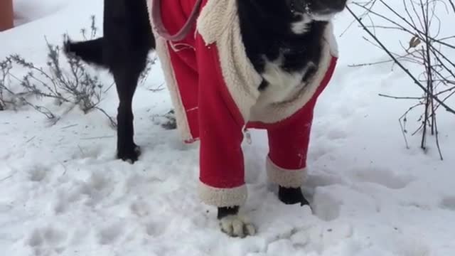 Black dog red jacket wagging tail in snow on leash