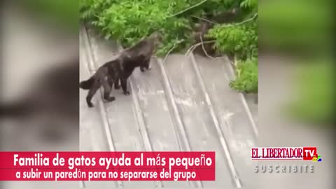 Gatos en familia.