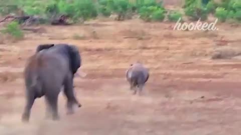 30 Times Animals Messed With The Wrong Opponent!