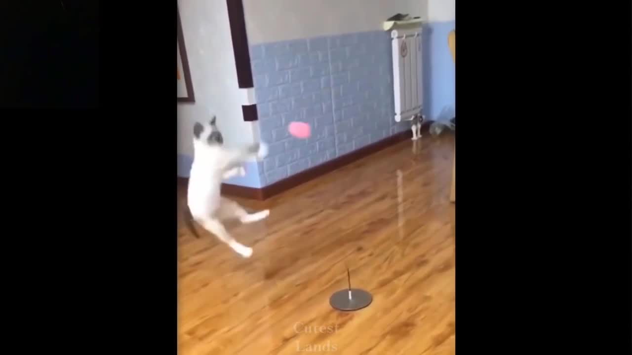 kitten playing volleyball