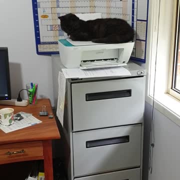 Office life with cat helpers