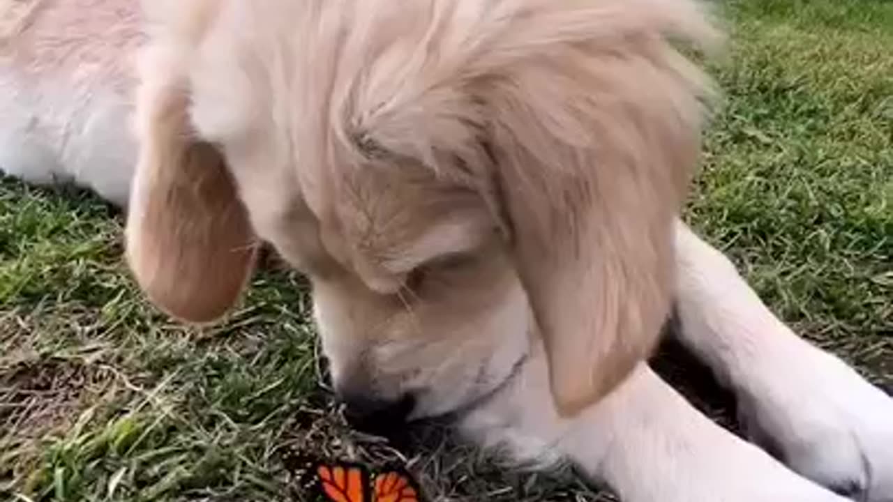 Dog Love For Butterfly #shorts #viral #shortsvideo #video