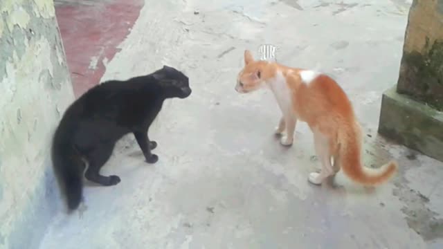 CAT FIGHT || RED CAT VS BLACK CAT || ANIMAL FIGHTS ||ANIMALS