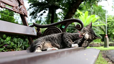 Cat On A Bench#1