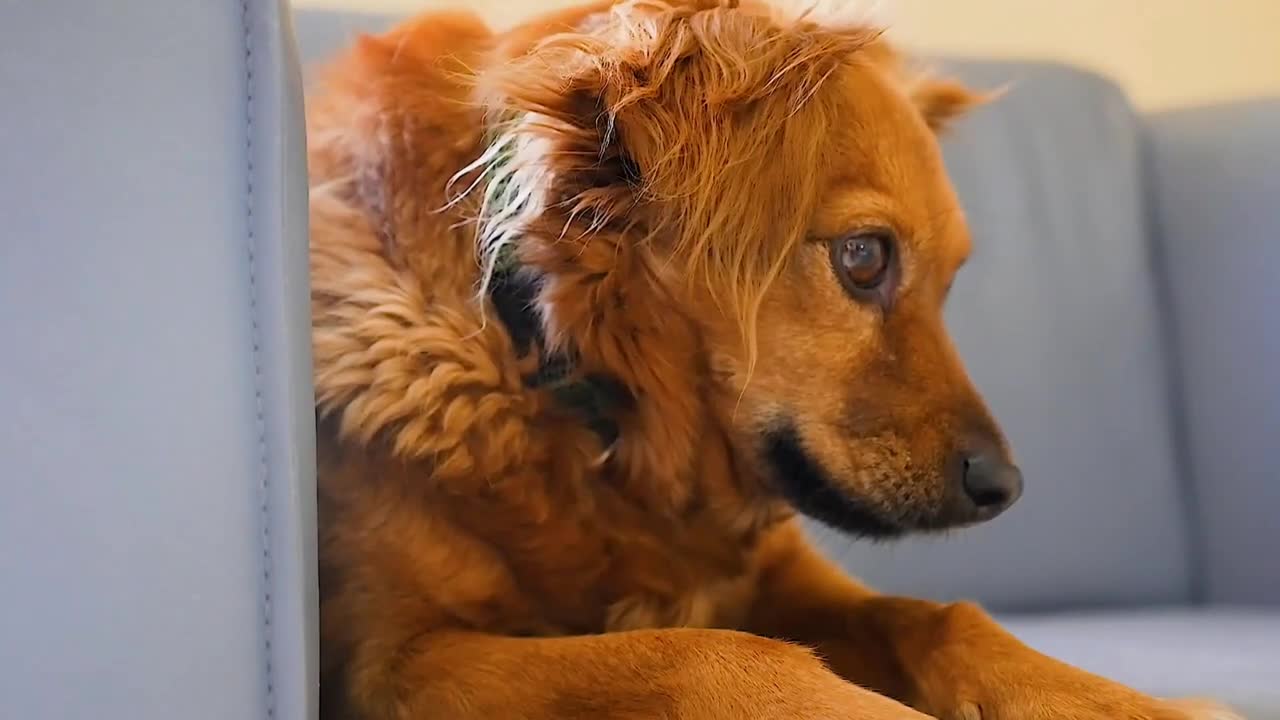 Cute Dog Moments 2021