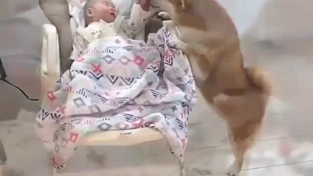 dog taking care of the baby