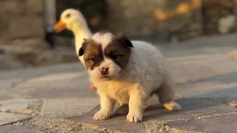 Ducks and puppies live in harmony