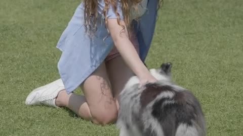 Massive Newfoundland Thinks He's A Tiny Lap Dog