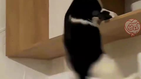 cat funny video