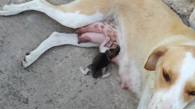 Sweet Mama Dog Feeds Abandoned Kitten