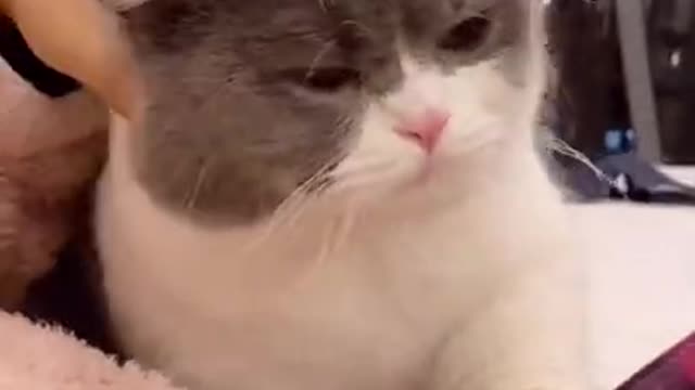 Cute Cats and Funny Animals Compilation 😹 Try Not To Laugh Challenge - Cute Cat 092