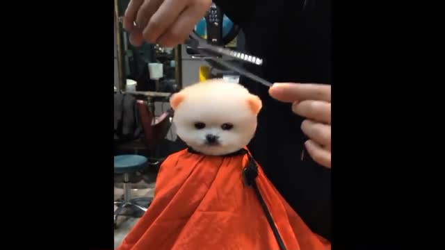 cutting puppy hair