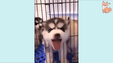 Try Not To Laugh At This Ultimate Funny Dog Video Compilation cute animals video