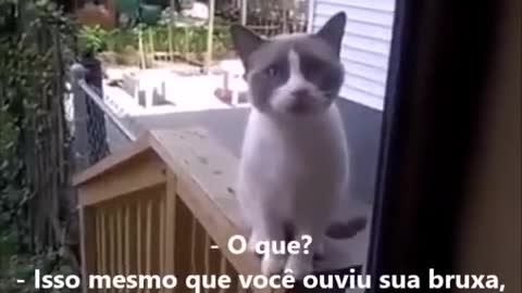 Gato bravo kkkk