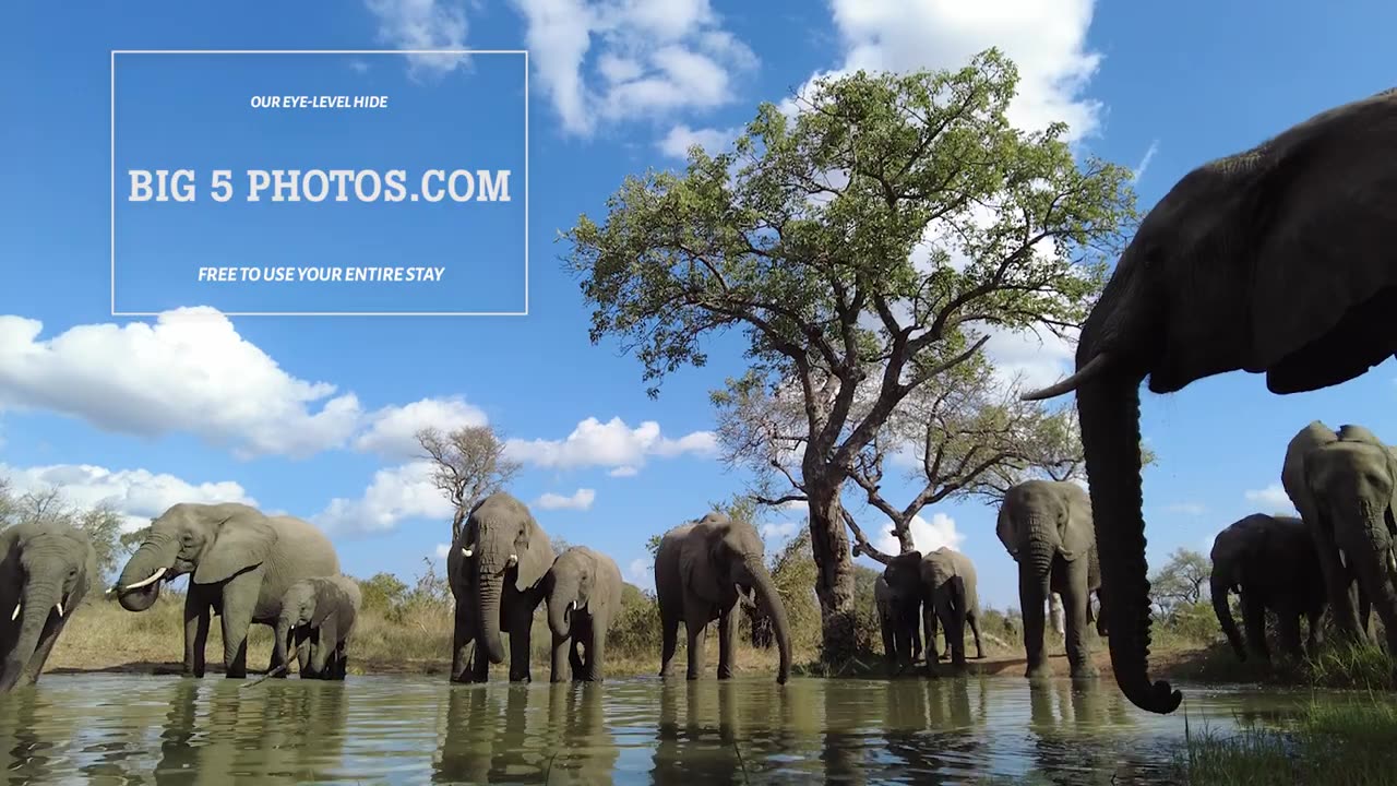 Elephants at the hide