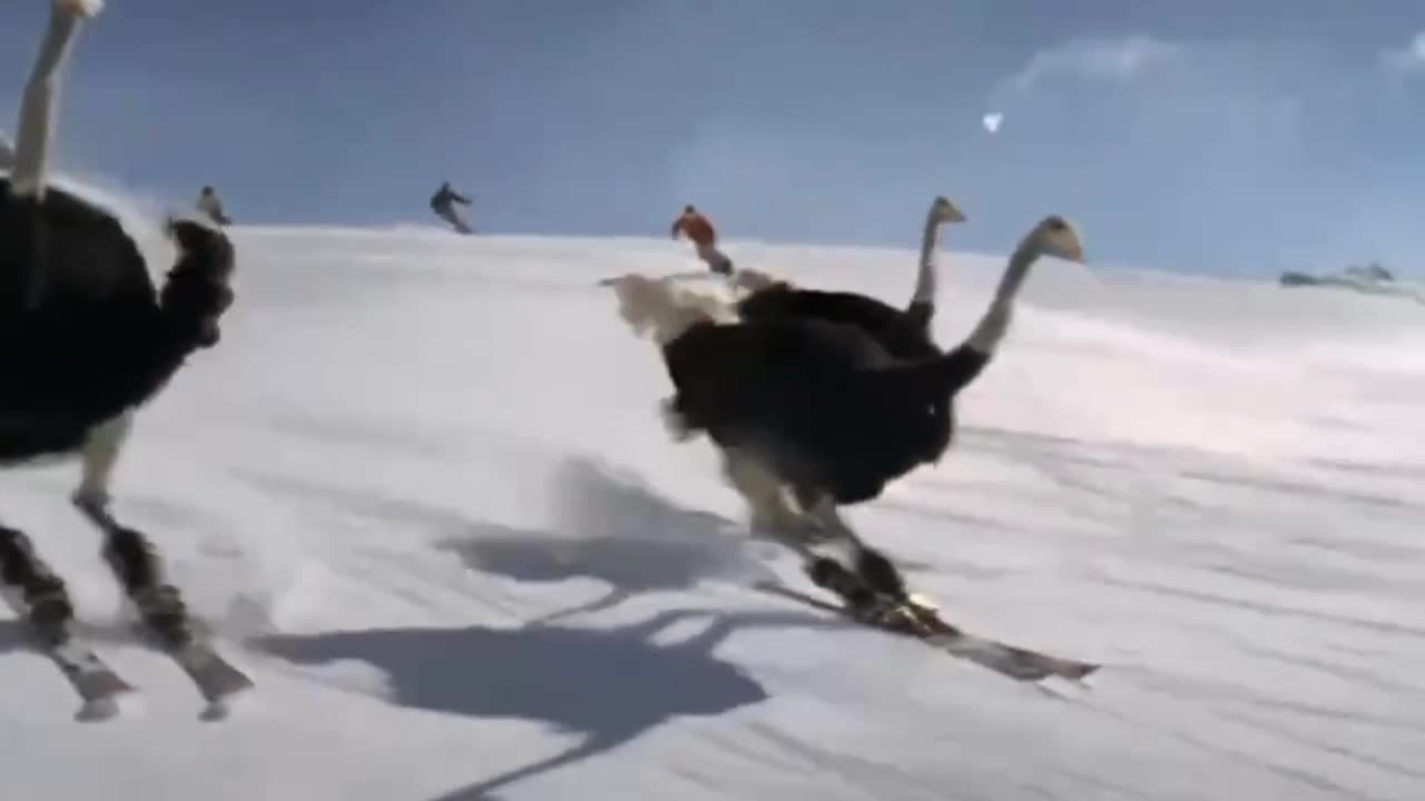 The skiing ostrich