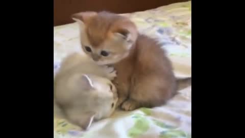 FUNNY PET ANIMALS