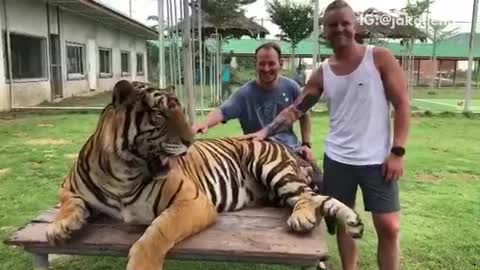 Tiger kicks man in balls