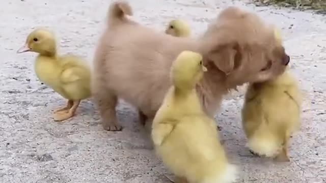 cute_animals #cute_animal_videos #cute_baby_animals #cute_pets #cute_videos #funny_animals