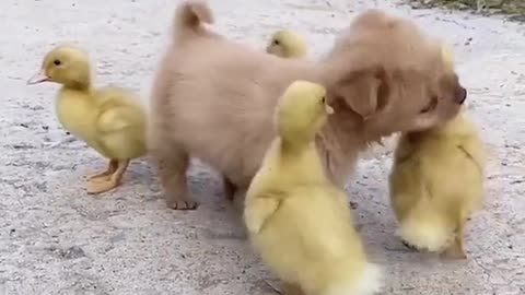 cute_animals #cute_animal_videos #cute_baby_animals #cute_pets #cute_videos #funny_animals